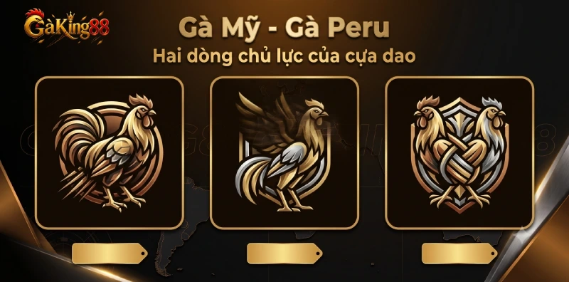 Giống gà hợp đá gà cựa dao GAKING88 gà Mỹ gà Peru và dòng lai