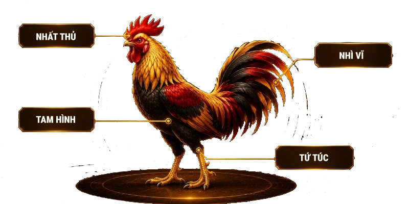 sơ đồ tướng gà đá gà king88